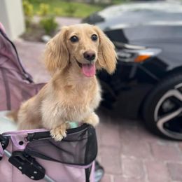 Dachshund Puppies from Island Farms Mimi’s Dachshunds Florida