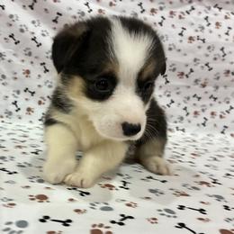 Betsy - Black and tan female Pembroke Welsh Corgi puppy in Fayetteville, Tennessee from Sulphur Springs Corgis