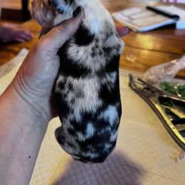 Miniature Australian Shepherd Puppies from Kusch Farm Mini Aussies