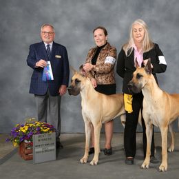 Great Dane Puppies from Simply Sublyme Great Danes
