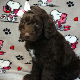 Penne - Chocolate female Labradoodle puppy in Lanexa, Virginia from Lees Reach Farm