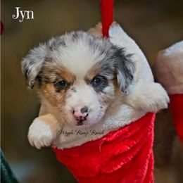Puppy 6 - Blue merle female Miniature American Shepherd puppy in Ellensburg, Washington from Wiggle Rump Ranch