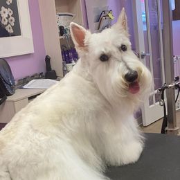 Starr - Scottish Terrier