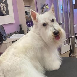 Starr - Scottish Terrier
