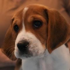 Female 5 - Rose - Black white and tan female Harrier puppy in Waxhaw, North Carolina from Darkfire Harriers