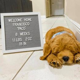 "English Goldendoodle Puppy from Moss Creek Goldendoodles" Goldendoodle and Schnoodle Puppies from Moss Creek Goldendoodles