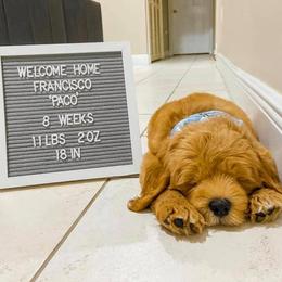"English Goldendoodle Puppy from Moss Creek Goldendoodles" Goldendoodle and Schnoodle Puppies from Moss Creek Goldendoodles