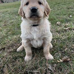 Dachshund and Golden Retriever Puppies from HS Goldens