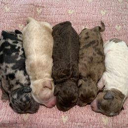 Cockapoo puppies from Our Father’s Doodles