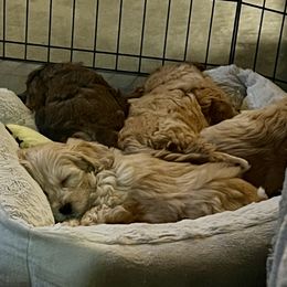 Light Blue Boy - male Havanese puppy in Arlington, Washington from Havanese With Love Breeding Co.