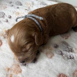 Briar - male Cavapoo puppy in Jerome, Michigan from Haaspawz