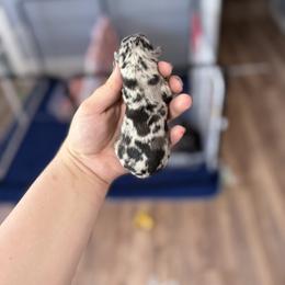 Chihuahua Puppies from Cloud9 Chihuahuas