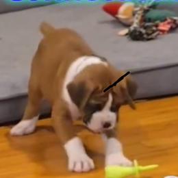 Girl 1 - Fawn female Boxer puppy in Plainville, Connecticut from AKC Boxer Club Plainville and Plank trail boxers