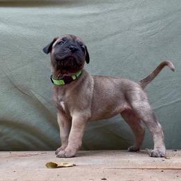Green Collar - Fawn female Perro de Presa Canario puppy in Raleigh, North Carolina from Kings Court Kennel