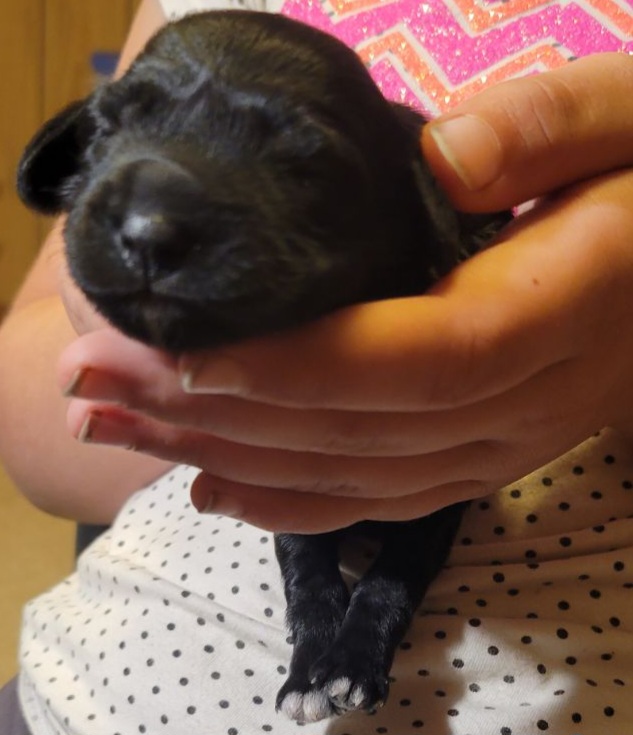 Cockapoo Puppies from Cano Cockapoos