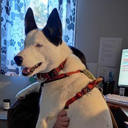 Rolly - Companion Cross