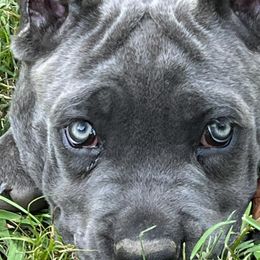 Cane Corso from Montanaro Cane Corsos