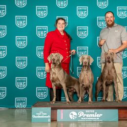 Chesapeake Bay Retriever and Weimaraner All Grown Up from Ball Bluff Kennel