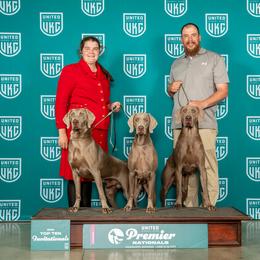 Chesapeake Bay Retriever and Weimaraner All Grown Up from Ball Bluff Kennel