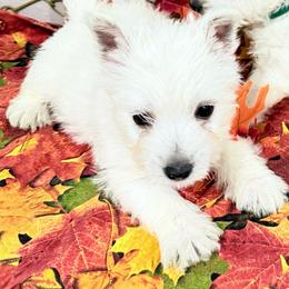 Toby - White male West Highland White Terrier puppy in Park Rapids, Minnesota from Peggy’s Terriers