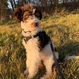 Zeke (Red Collar Male) - Red tri-color male Aussiedoodle puppy in Grand Rapids, Michigan from The Kindred K9