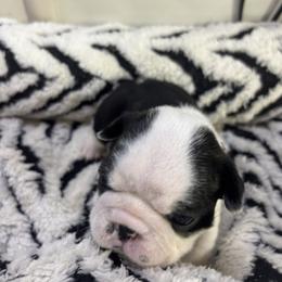 Neely - Black and white female Boston Terrier puppy in Alabama from Southern Bulldogs
