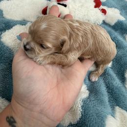 Butter( reserved) - Red male Maltipoo puppy in Fredericktown, Missouri from Doodle Pups Fur-Ever