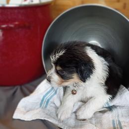 Haze (Tan Collar) - Black tri-color male Australian Shepherd puppy in Okeechobee, Florida from Rothsolid Puppies