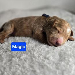 Magic - Apricot male Goldendoodle puppy in Summerville, South Carolina from Channys Doodles