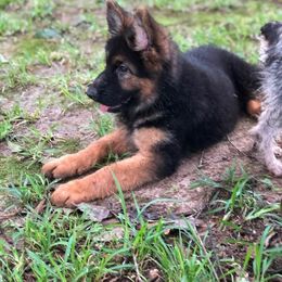 German Shepherd Puppies from German Shepherds vom Silberwald