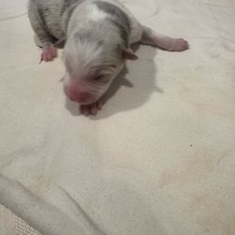 F2 - Lilac merle female Border Collie puppy in Meridian, Mississippi from Border Hollow Border Collies