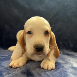 Boy 1 - Basset Hound puppy in Clayton, Indiana from Bluebelle Blossom Basset Hounds