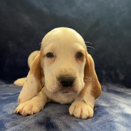 Boy 1 - Basset Hound puppy in Clayton, Indiana from Bluebelle Blossom Basset Hounds