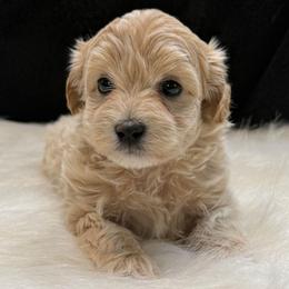 Jenkins - Apricot male Maltipoo puppy in Lebanon, Kentucky from Mosaic Merle Doodles