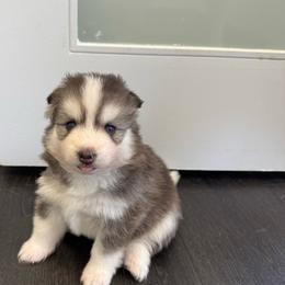 Nova - Gray and white female Pomsky puppy in La Verne, California from Red Cedar Pomskies