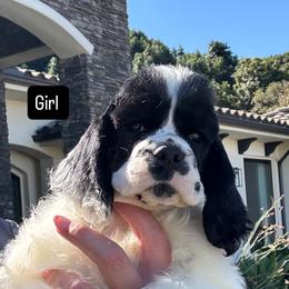 Female black : white - Black and white female Cocker Spaniel puppy in Bonsall, California from CuttinBlue Farms