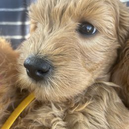 Goldendoodle Puppies from Virgin River Kennel