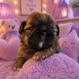 Girl 2 - Black gold and white female Shih Tzu puppy in Augusta, Maine from Zulas Shih Tzu of Maine