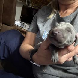 Blue male - Blue male Weimaraner puppy in Lancaster, Kentucky from Heavy Hollow Farm