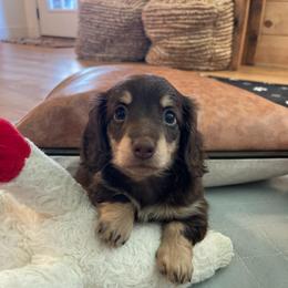 Jake - Chocolate and cream male Dachshund puppy in Fort Gibson, Oklahoma from Cooper’s Dachshunds