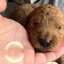 Boy 2 - Red  Goldendoodle puppy in Christiana, Tennessee from Rechlicz Family Doodles