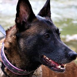 Belgian Malinois from MPACT Malinois