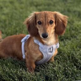 Chai - Dachshund