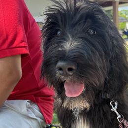 TRAINED FULLY VACCINATED Holly - Goldendoodle puppy in Petoskey, Michigan from Petoskey Goldendoodles