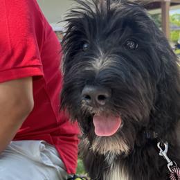 TRAINED FULLY VACCINATED Holly - Goldendoodle puppy in Petoskey, Michigan from Petoskey Goldendoodles