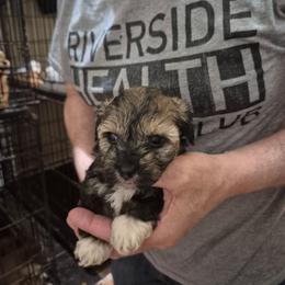 Tux - Black & tan tri-color male Maltipoo puppy in Everett, Washington from Meadows Ranch