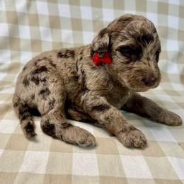Huckleberry - Merle male Labradoodle puppy in Candler, North Carolina from Maple Bakin’ Doodles