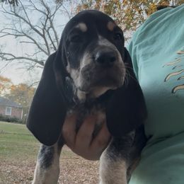 Huda - Blue ticked and tan female Bluetick Coonhound puppy in Belton, South Carolina from Broadway Oak Kennels