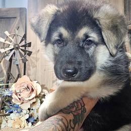 Banner - Black and silver male German Shepherd puppy in Sequim, Washington from German Shepherd Haus