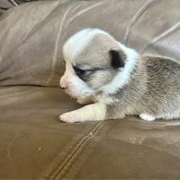 Sable girl 1 - Sable female Pembroke Welsh Corgi puppy in Clinton, Tennessee from High Hopes Farm